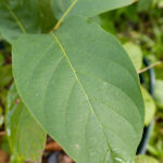 043 Mitragyna speciosa – Kratom 1 Mitragyna speciosa-3