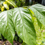 038 Mitragyna speciosa – Kratom 2 Mitragyna speciosa-3