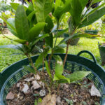 024 Morinda citrifolia – Noni 2 Morinda citrifolia