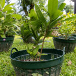 024 Morinda citrifolia – Noni 3 Morinda citrifolia – ลูกยอ (Noni) plant with broad green leaves in the Kamala Beach Estate Thai Medicinal Herb Garden.