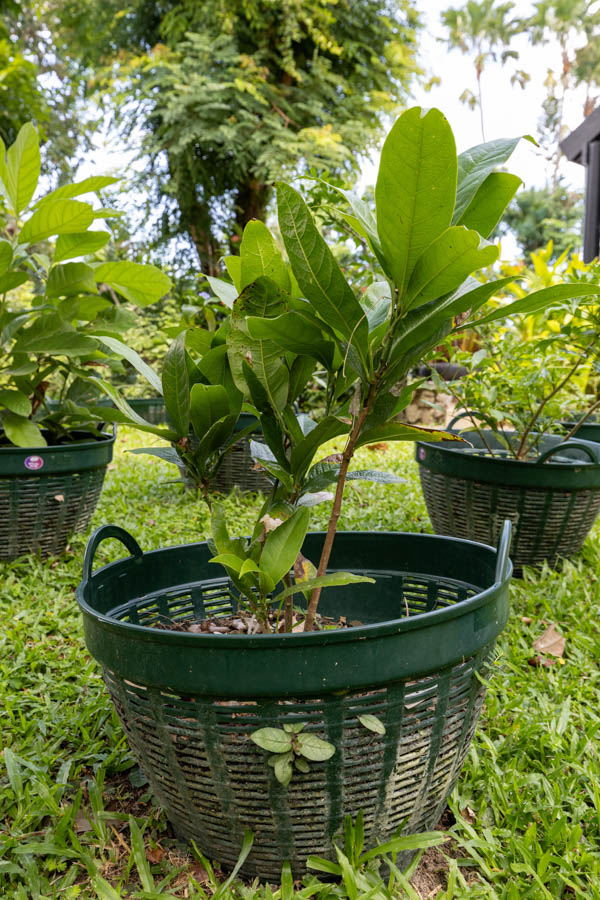 Thai Medicinal Herb Garden Plant Index | Kamala Beach Estate 24 Morinda citrifolia – ลูกยอ (Noni) plant with broad green leaves in the Kamala Beach Estate Thai Medicinal Herb Garden.