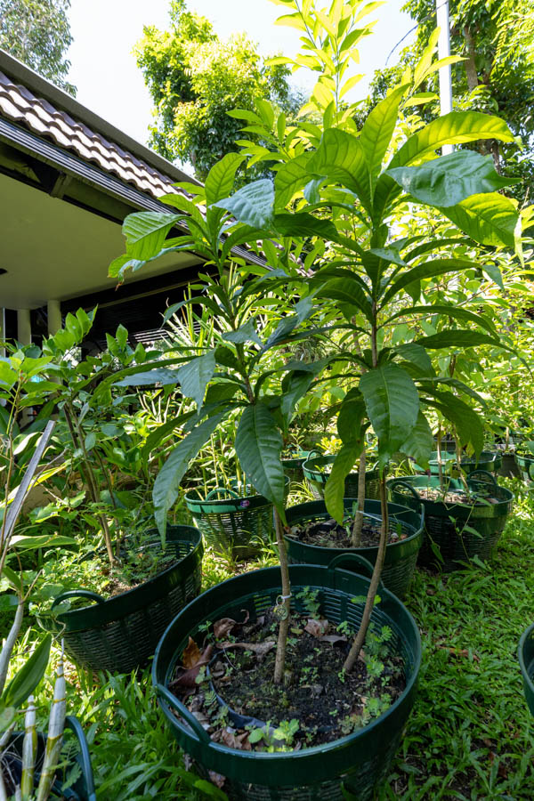 062 Morinda citrifolia – Noni (ยอ / Indian Mulberry) 21 Morinda citrifolia – Noni (ยอ), Thai medicinal tree with large glossy leaves and pale fruit used for healing and tonics.