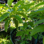 080 Morinda citrifolia – Noni (Indian Mulberry / ยอ) 2 Morinda citrifolia – Noni (ยอ), Thai medicinal plant with glossy green leaves used for immune support and detoxification.