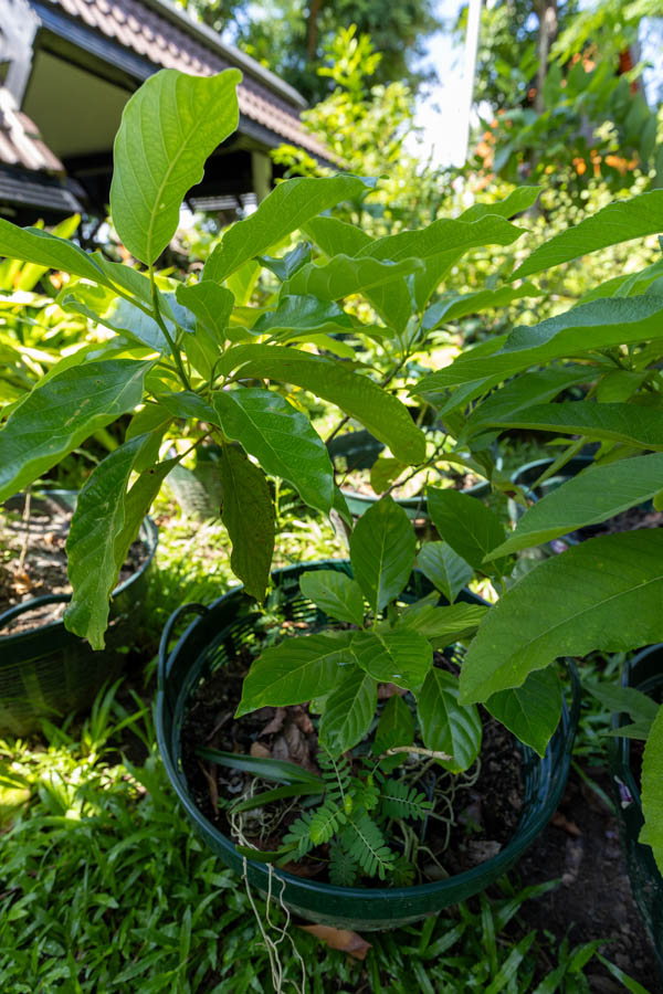 080 Morinda citrifolia – Noni (Indian Mulberry / ยอ) 29 Morinda citrifolia – Noni (ยอ), Thai medicinal plant with glossy green leaves used for immune support and detoxification.