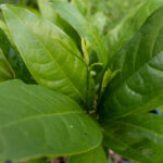 024 Morinda citrifolia – Noni 4 Morinda citrifolia-3