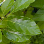 080 Morinda citrifolia – Noni (Indian Mulberry / ยอ) 1 Morinda citrifolia – Noni (ยอ), Thai medicinal plant with glossy green leaves used for immune support and detoxification.