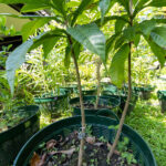 062 Morinda citrifolia – Noni (ยอ / Indian Mulberry) 3 Morinda citrifolia