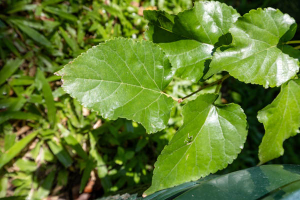 068 Morus alba – White Mulberry (หม่อน / Mon) 37 Morus alba – White Mulberry (หม่อน), Thai medicinal tree with serrated leaves used for tea and blood health.