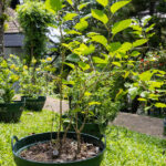 Morus alba (White Mulberry / หม่อน), Thai medicinal plant with serrated green leaves grown at Kamala Beach Estate Herb Garden.
