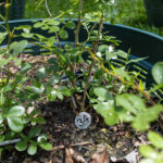 034 Murraya paniculata – Orange Jasmine 3 Murraya paniculata