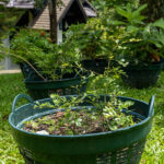 034 Murraya paniculata – Orange Jasmine 2 Murraya paniculata – Orange Jasmine (แก้ว), Thai medicinal shrub with glossy compound leaves and fragrant white flowers.