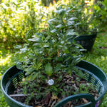 Murraya paniculata-2