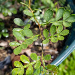 034 Murraya paniculata – Orange Jasmine 1 Murraya paniculata-3