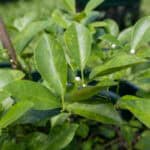 Murraya paniculata-3