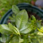 Murraya paniculata – Orange Jasmine (แก้ว) growing in the KBE Thai Medicinal Herb Garden.