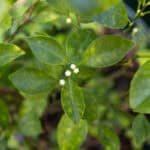 Murraya paniculata-4