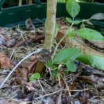 064 Oroxylum indicum – Indian Trumpet Flower (เพกา / Peka) 3 Oroxylum indicum