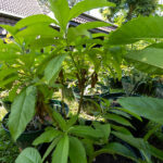 081 Oroxylum indicum – Indian Trumpet Tree (เพกา / Phega) 2 Oroxylum indicum – Indian Trumpet Tree (เพกา), Thai medicinal plant with long serrated leaves used for detoxification and digestion.