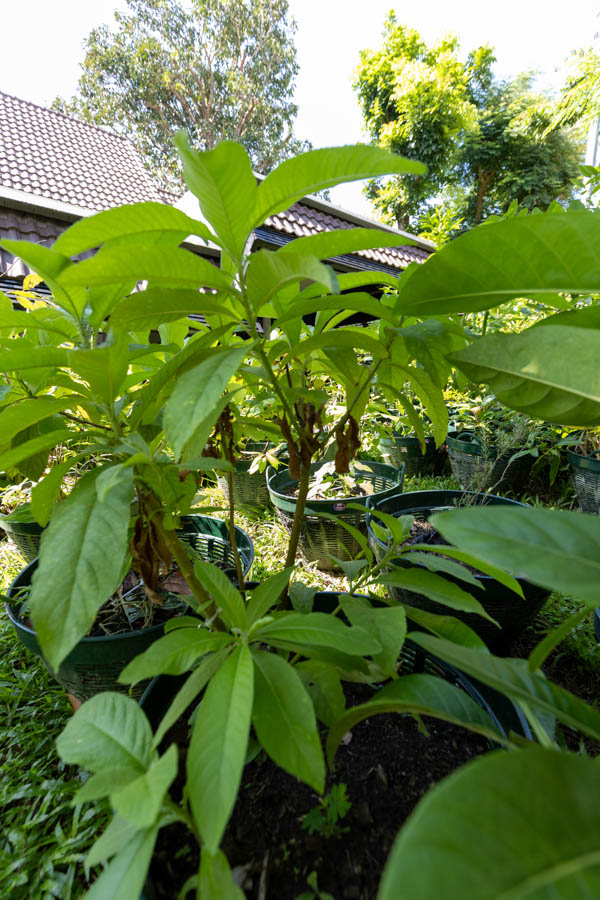 081 Oroxylum indicum – Indian Trumpet Tree (เพกา / Phega) 25 Oroxylum indicum – Indian Trumpet Tree (เพกา), Thai medicinal plant with long serrated leaves used for detoxification and digestion.