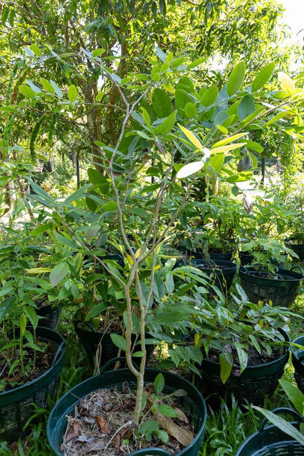 064 Oroxylum indicum – Indian Trumpet Flower (เพกา / Peka) 13 Oroxylum indicum – Indian Trumpet Flower (เพกา), Thai medicinal tree with long hanging pods and bright green leaves.