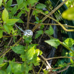 074 Orthosiphon aristatus – Cat’s Whiskers (พญายอ / Phaya Yo) 3 Orthosiphon aristatus