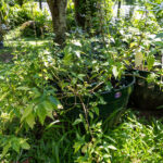 074 Orthosiphon aristatus – Cat’s Whiskers (พญายอ / Phaya Yo) 2 Orthosiphon aristatus, พญายอ, Cat’s whiskers, Java tea, Thai medicinal plant, diuretic herb, kidney tonic, KBE Thai Medicinal Herb Garden