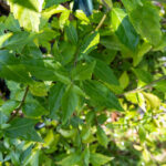 074 Orthosiphon aristatus – Cat’s Whiskers (พญายอ / Phaya Yo) 1 Orthosiphon aristatus, พญายอ, Cat’s whiskers, Java tea, Thai medicinal plant, diuretic herb, kidney tonic, KBE Thai Medicinal Herb Garden