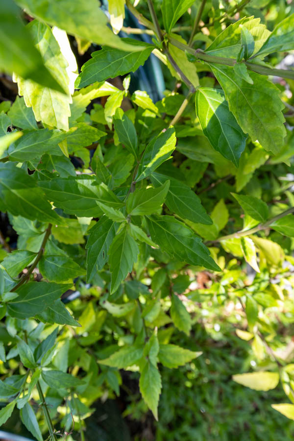 074 Orthosiphon aristatus – Cat’s Whiskers (พญายอ / Phaya Yo) 13 Orthosiphon aristatus, พญายอ, Cat’s whiskers, Java tea, Thai medicinal plant, diuretic herb, kidney tonic, KBE Thai Medicinal Herb Garden