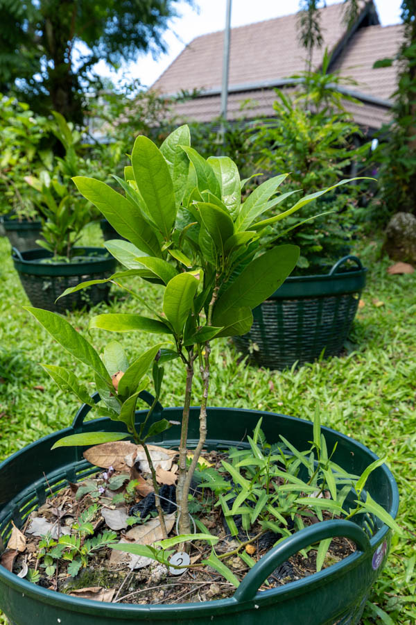 Thai Medicinal Herb Garden Plant Index | Kamala Beach Estate 10 Gardenia jasminoides – Cape Jasmine