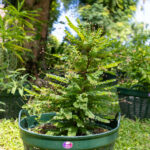 Phyllanthus acidus – Star Gooseberry (มะยม), Thai medicinal plant with bright green leaves and small star-shaped fruits.