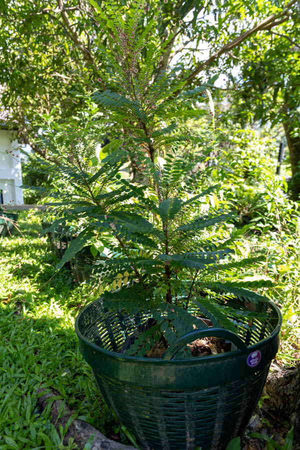 088 Phyllanthus acidus â Otaheite Gooseberry (āļĄāļ°āļĒāļĄ / Mayom) 38 Phyllanthus acidus â Otaheite Gooseberry (āļĄāļ°āļĒāļĄ), small Thai medicinal tree with compound leaves and pale yellow sour fruits.