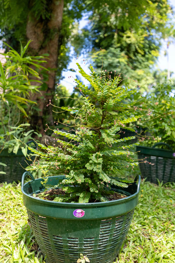 Thai Medicinal Herb Garden Plant Index | Kamala Beach Estate 9 Phyllanthus acidus – Star Gooseberry (มะยม), Thai medicinal plant with bright green leaves and small star-shaped fruits.