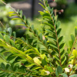 Phyllanthus acidus-3