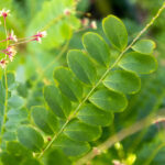 Phyllanthus acidus-3