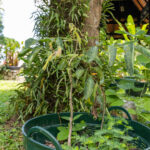 Phyllanthus amarus – Stonebreaker (หญ้าใต้ใบ), Thai medicinal herb with small leaves growing along slender stems.