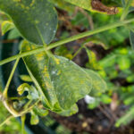 Phyllanthus amarus-3