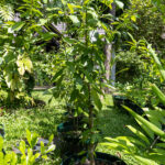 054 Piper nigrum – Black Pepper (พริกไทย) 2 Piper nigrum – Black Pepper (พริกไทย), Thai medicinal climbing vine with glossy green leaves and aromatic pepper fruits.