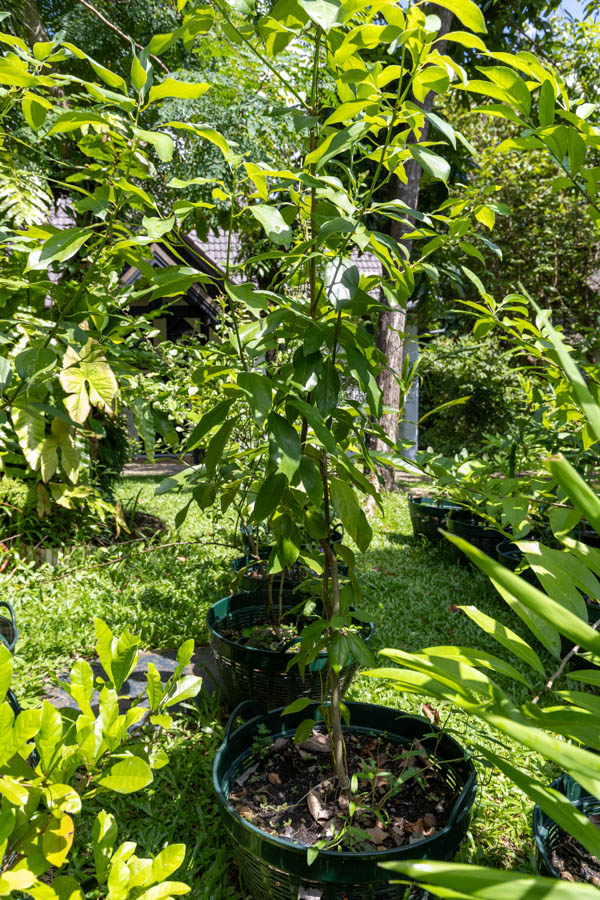054 Piper nigrum – Black Pepper (พริกไทย) 9 Piper nigrum – Black Pepper (พริกไทย), Thai medicinal climbing vine with glossy green leaves and aromatic pepper fruits.