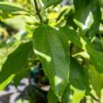 054 Piper nigrum – Black Pepper (พริกไทย) 3 Piper nigrum-3