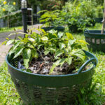 Alocasia macrorrhizos – Giant Taro (บอนใหญ่), large-leaved Thai medicinal plant cultivated at Kamala Beach Estate’s Herb Garden.
