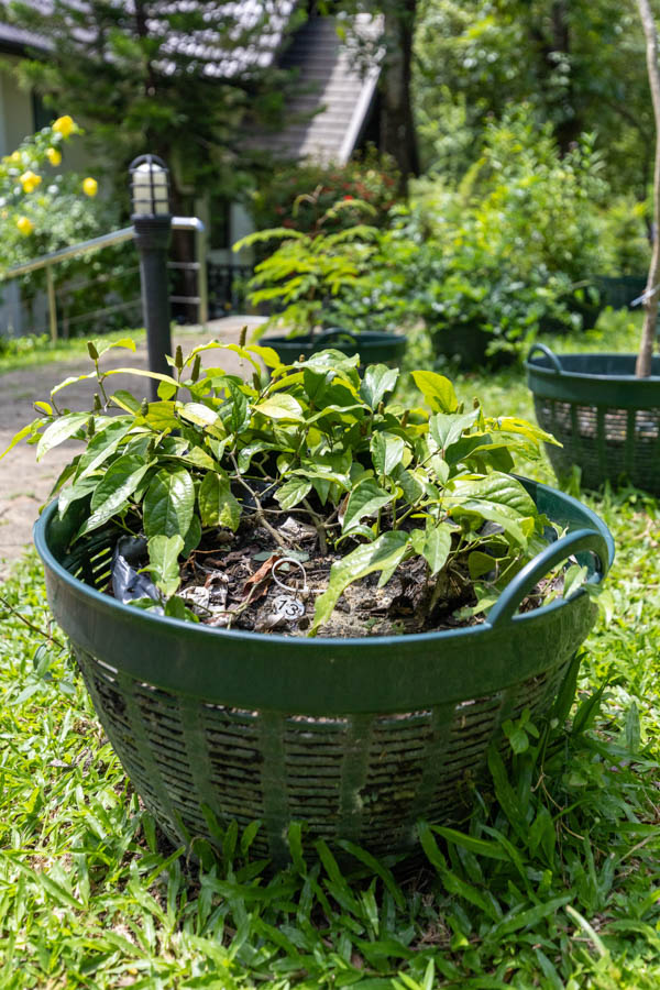 Thai Medicinal Herb Garden Plant Index | Kamala Beach Estate 13 Alocasia macrorrhizos – Giant Taro (บอนใหญ่), large-leaved Thai medicinal plant cultivated at Kamala Beach Estate’s Herb Garden.