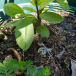 067 Psidium guajava – Guava (ฝรั่ง / Farang) 3 Psidium guajava