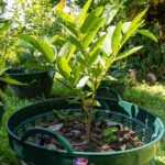 067 Psidium guajava – Guava (ฝรั่ง / Farang) 2 Psidium guajava – Guava (ฝรั่ง), young Thai medicinal tree with oval leaves used for digestion and wound healing.