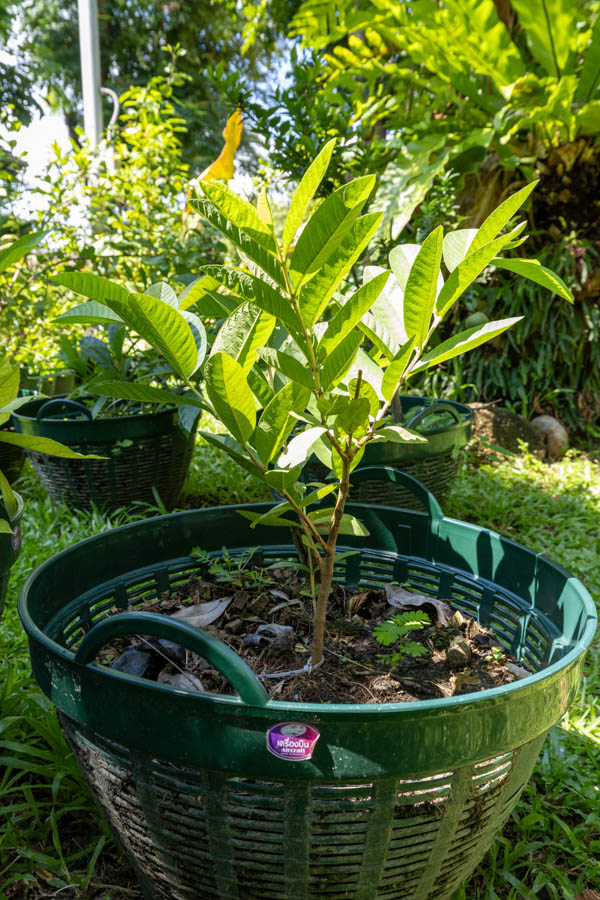 067 Psidium guajava – Guava (ฝรั่ง / Farang) 1 Psidium guajava – Guava (ฝรั่ง), young Thai medicinal tree with oval leaves used for digestion and wound healing.