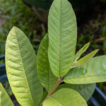 067 Psidium guajava – Guava (ฝรั่ง / Farang) 1 Psidium guajava-3