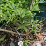 029 Rauvolfia serpentina – Indian Snakeroot 3 Rauvolfia serpentina