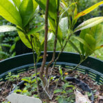 Rauvolfia serpentina