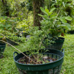 029 Rauvolfia serpentina – Indian Snakeroot 2 Rauvolfia serpentina – Indian Snakeroot (ระว่านงู), Thai medicinal shrub with glossy whorled leaves used for calming and blood pressure regulation.