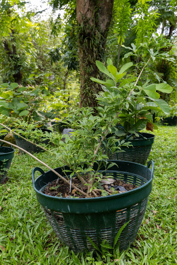 029 Rauvolfia serpentina – Indian Snakeroot 30 Rauvolfia serpentina – Indian Snakeroot (ระว่านงู), Thai medicinal shrub with glossy whorled leaves used for calming and blood pressure regulation.
