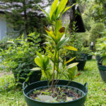 Rauvolfia serpentina – Indian Snakeroot (ระย่อม), Thai medicinal plant with glossy green leaves and smooth stems.